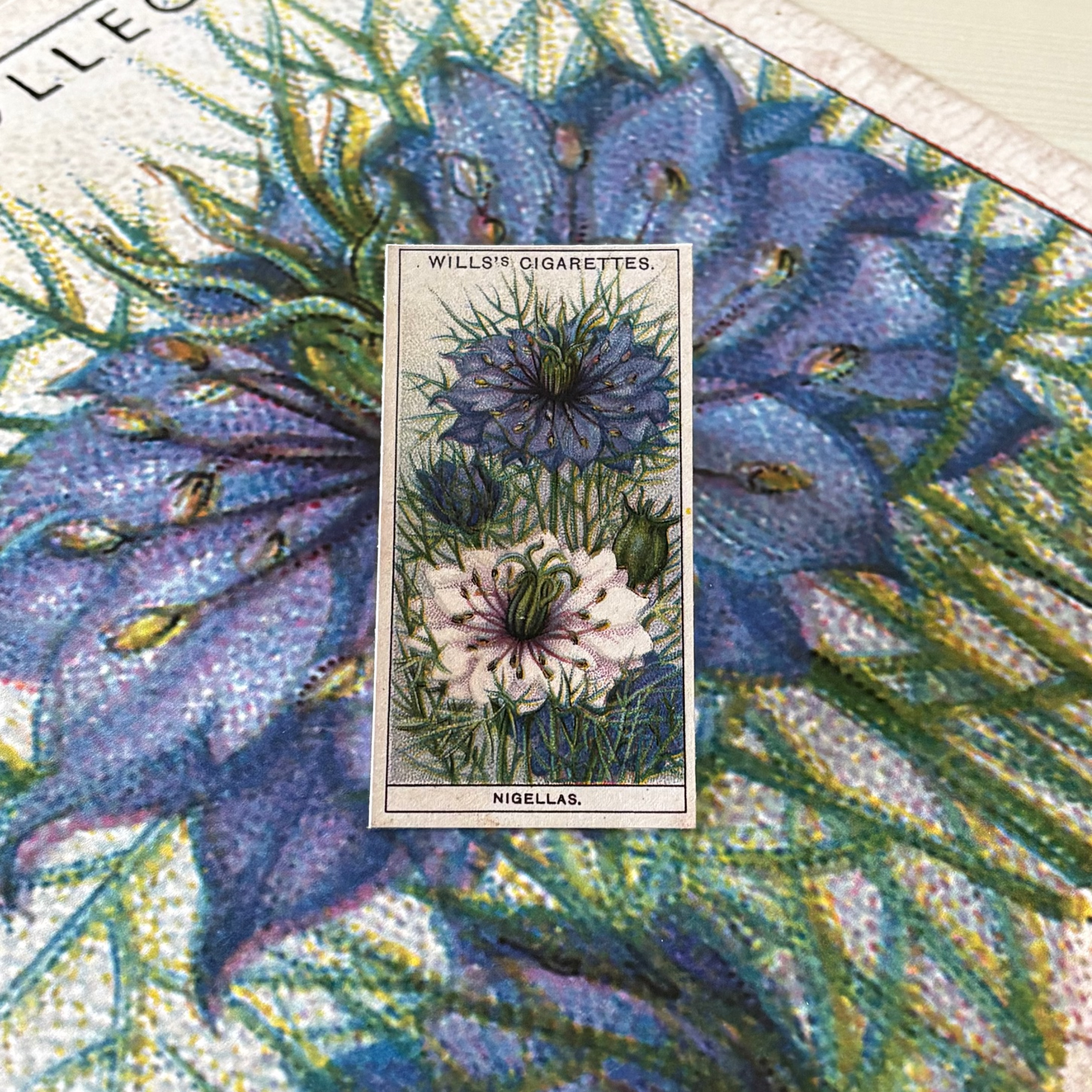 Vintage Nigella Love-in-a-Mist Print | 1930s Cigarette Card Art