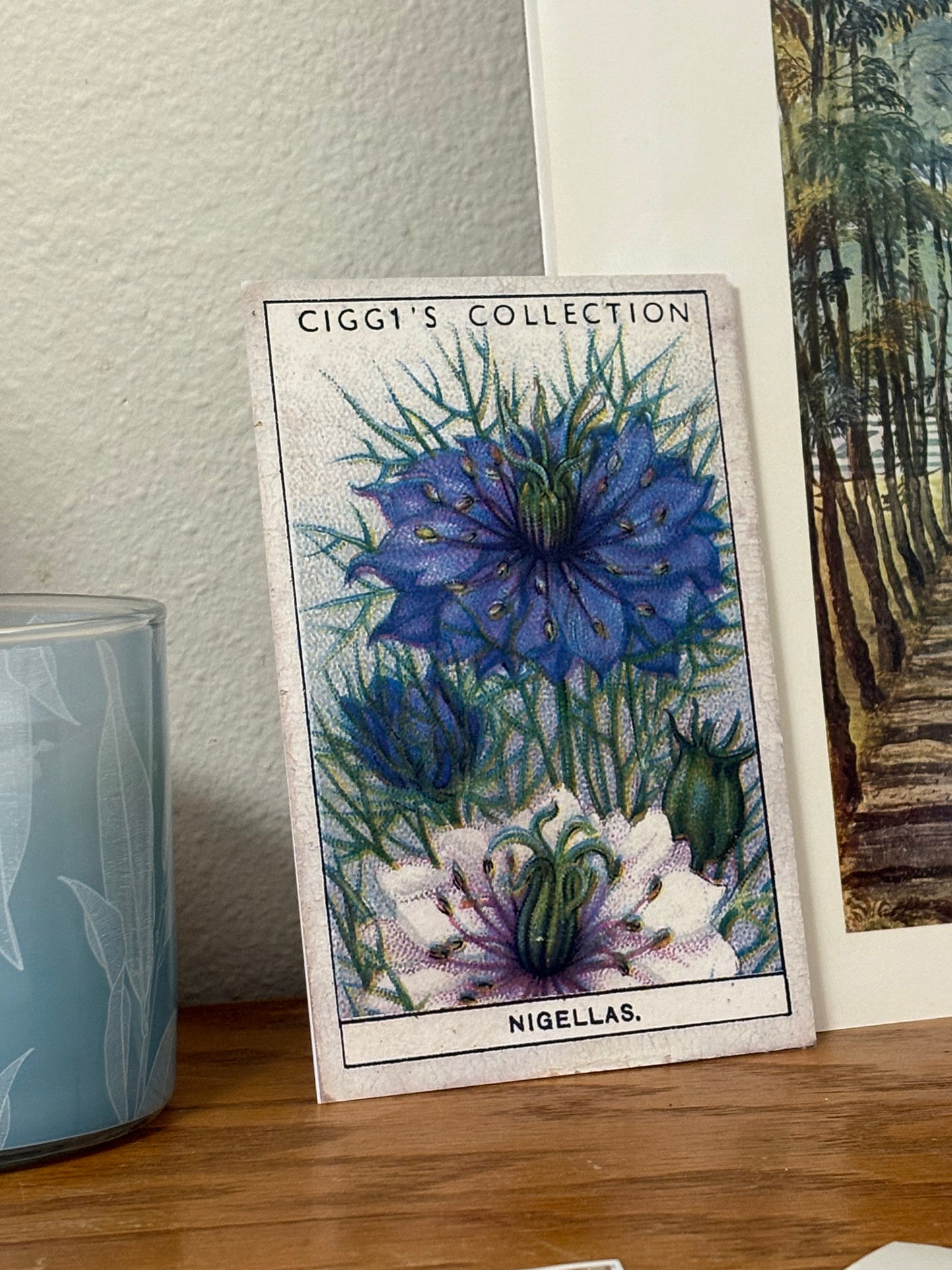 Vintage Nigella Love-in-a-Mist Print | 1930s Cigarette Card Art