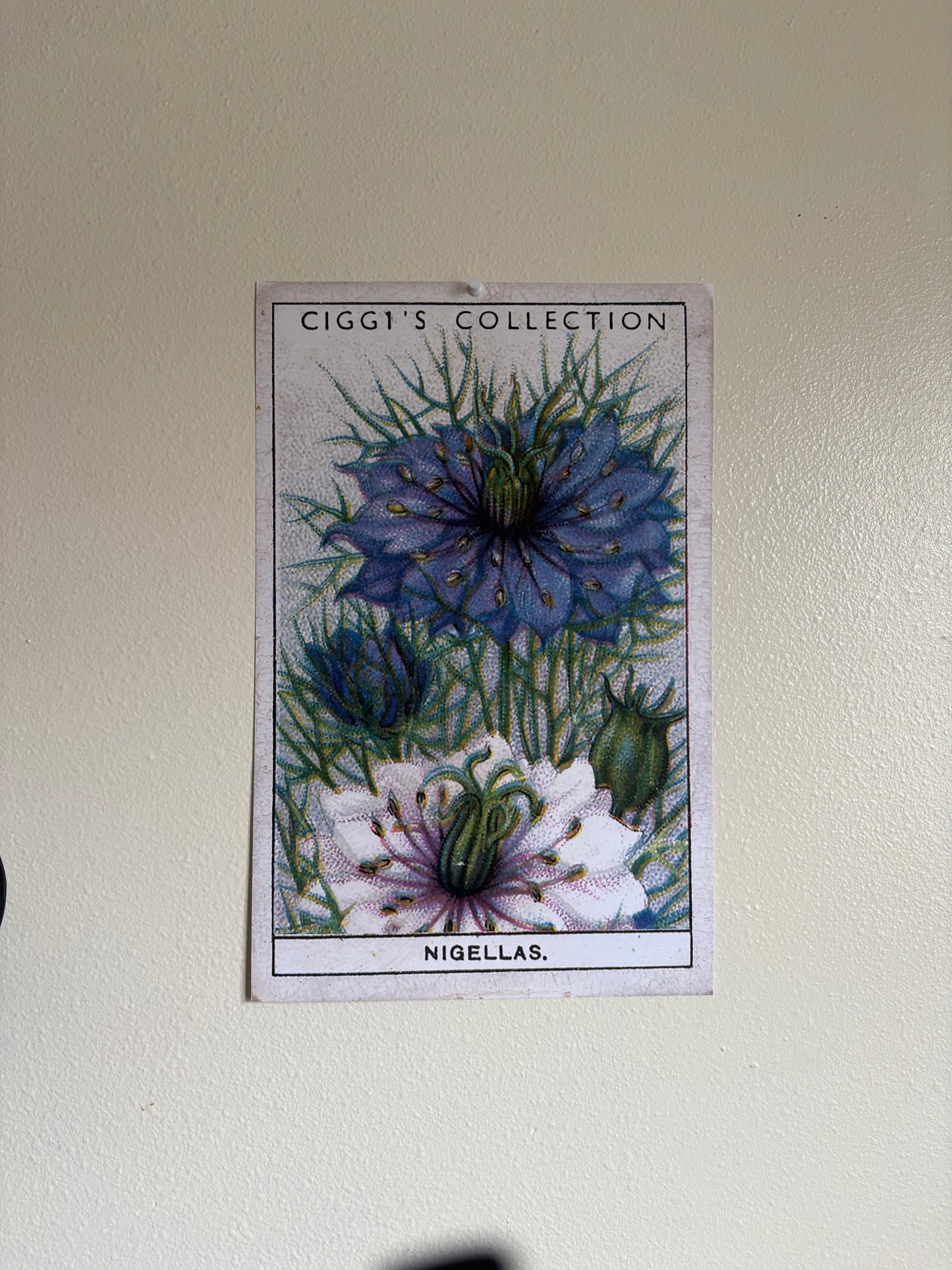 Vintage Nigella Love-in-a-Mist Print | 1930s Cigarette Card Art