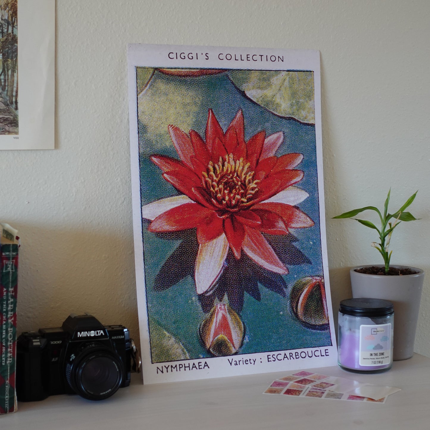 Vintage Nymphaea Flower Print | 1930's Cigarette Card