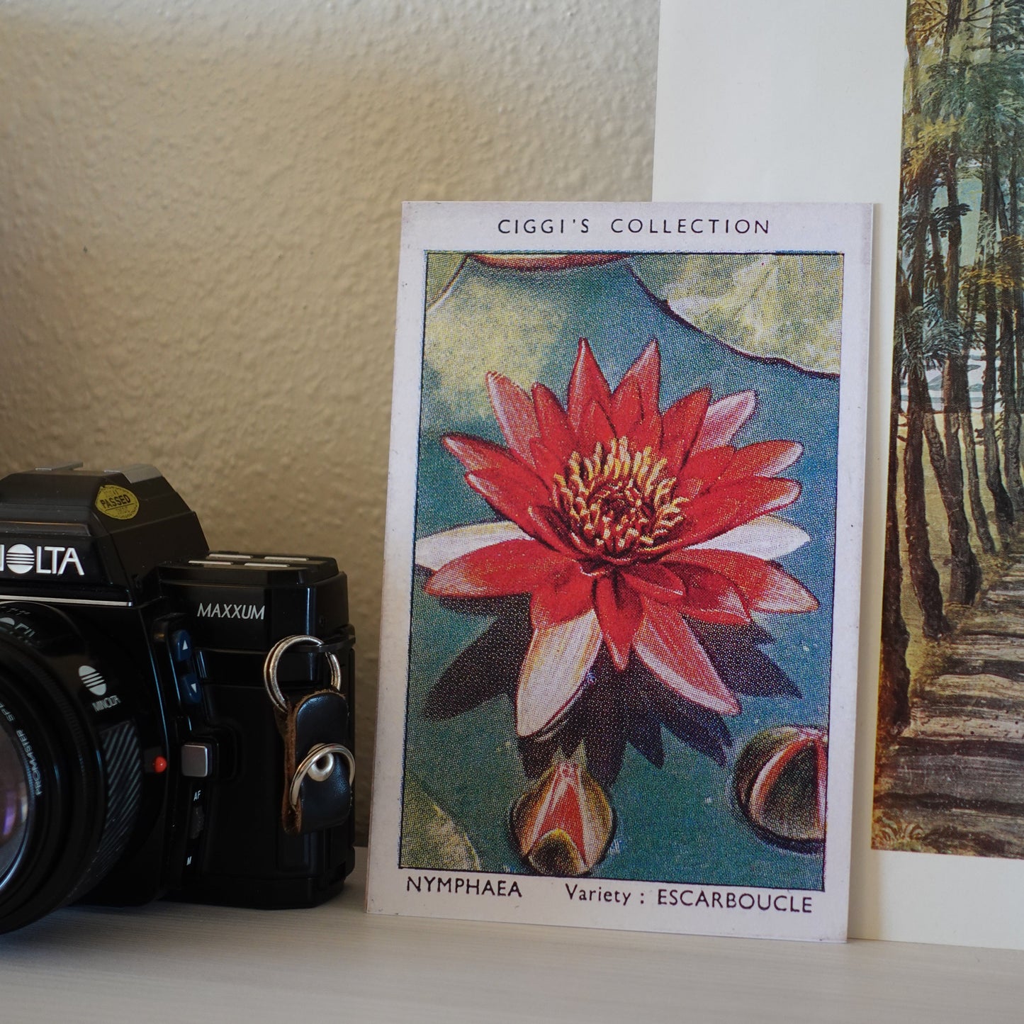 Vintage Nymphaea Flower Print | 1930's Cigarette Card