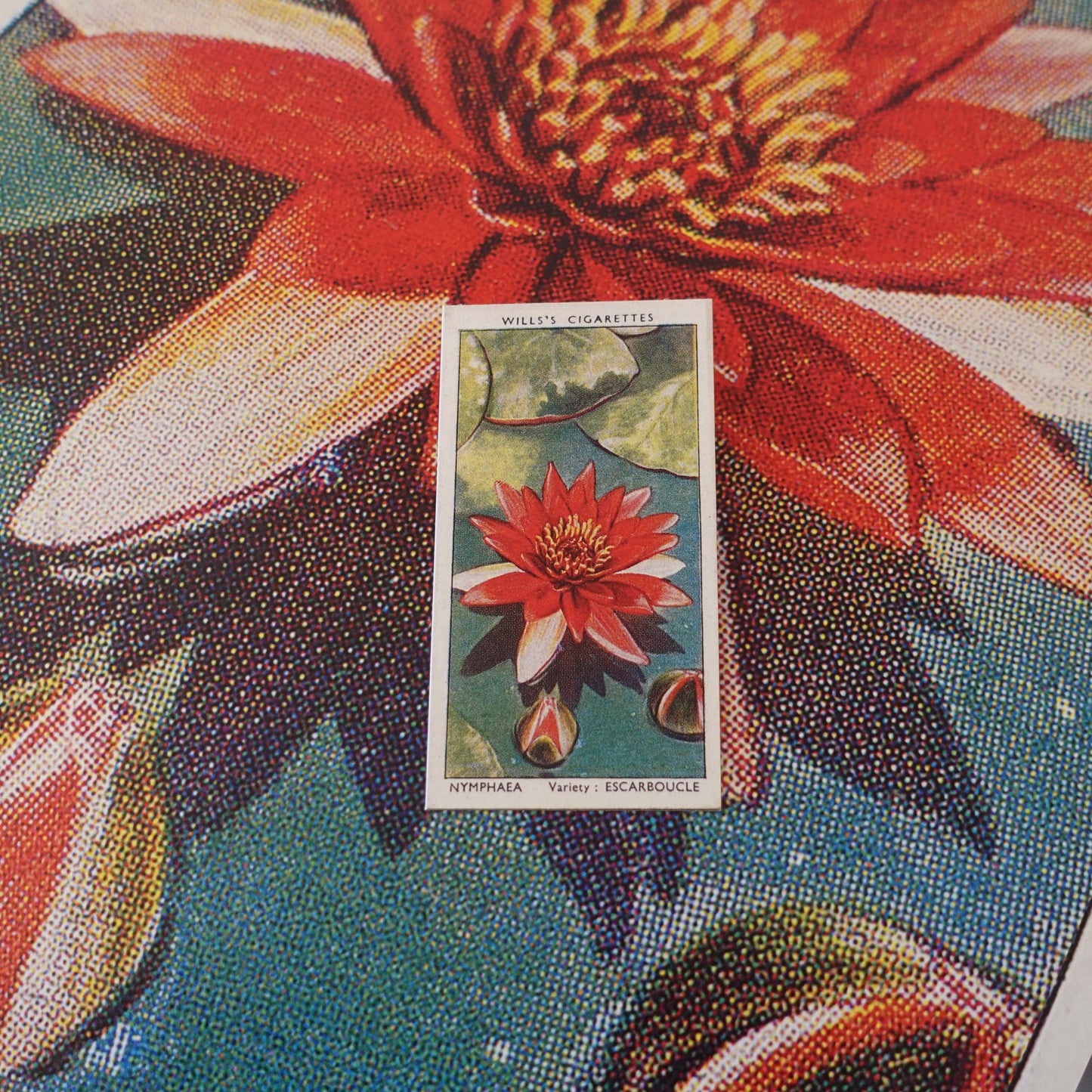 Vintage Nymphaea Flower Print | 1930's Cigarette Card
