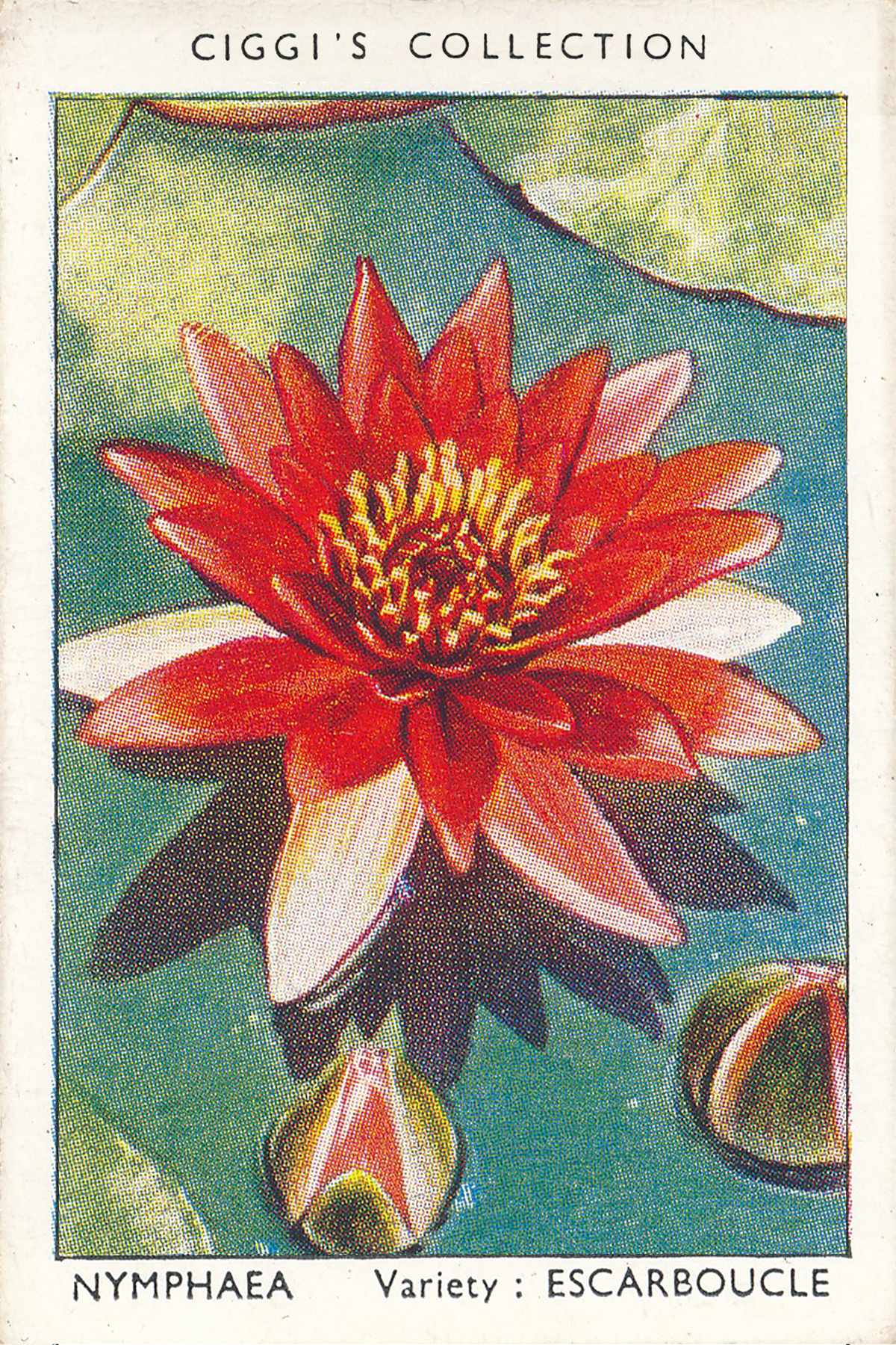 Garden Flowers Posters