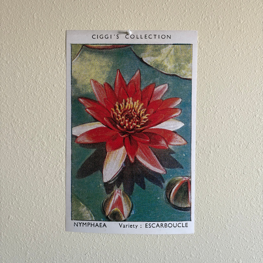 Vintage Nymphaea Flower Print | 1930's Cigarette Card