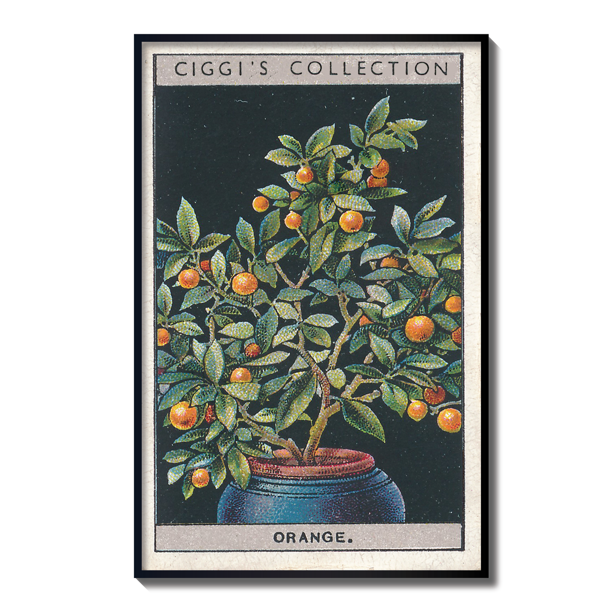 Vintage Orange Flower Print | 1930's Cigarette Card