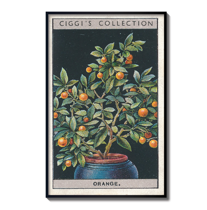 Vintage Orange Flower Print | 1930's Cigarette Card