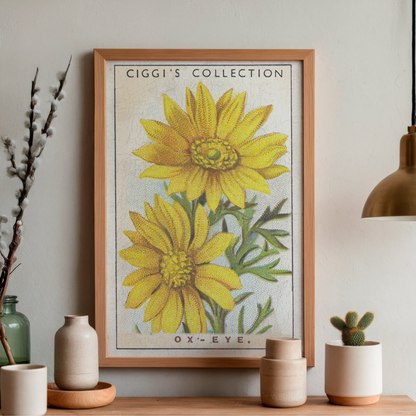 Vintage Ox-Eye Flower Print | 1930's Cigarette Card