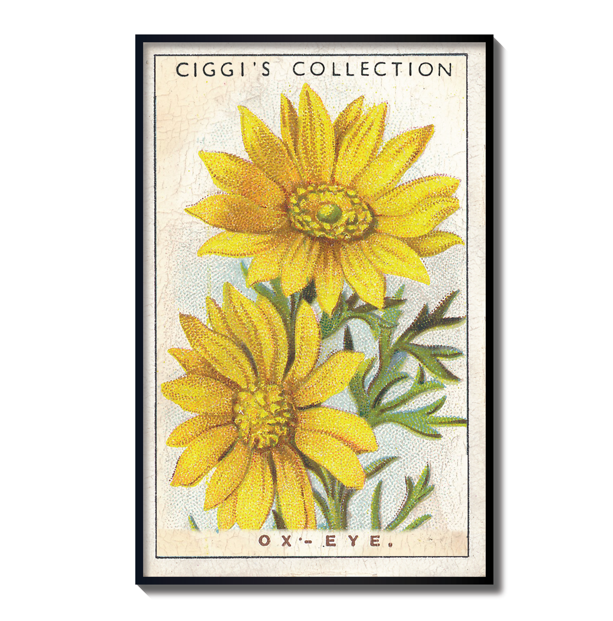 Vintage Ox-Eye Flower Print | 1930's Cigarette Card