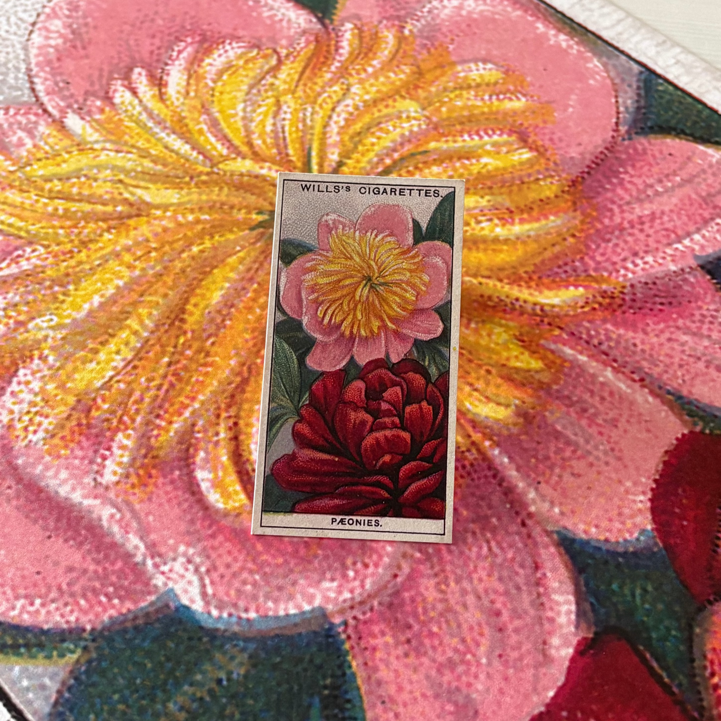 Vintage Peonies Flower Print | 1930s Cigarette Card Art