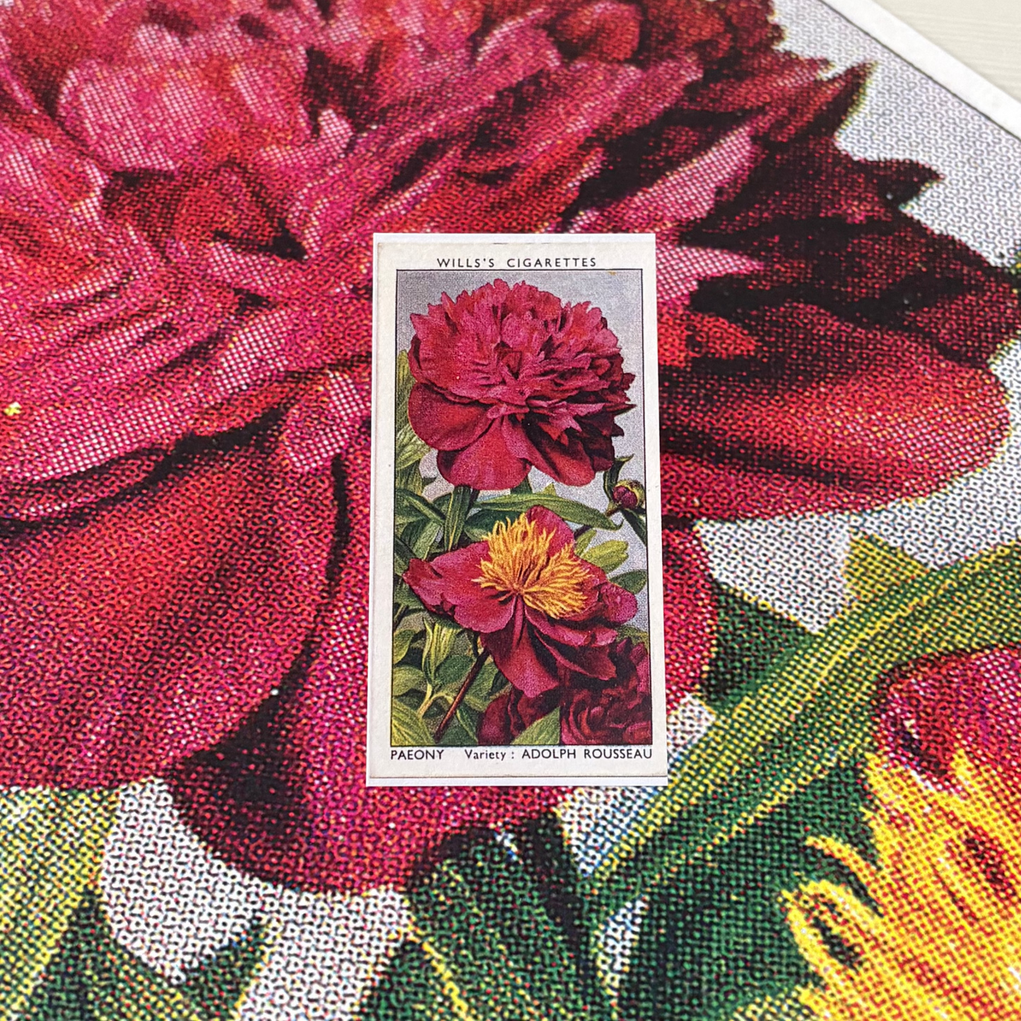 Vintage Peony Flower Print | 1930s Cigarette Card Art