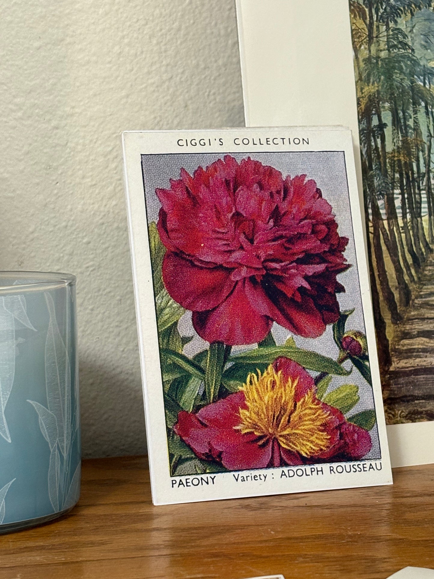 Vintage Peony Flower Print | 1930s Cigarette Card Art