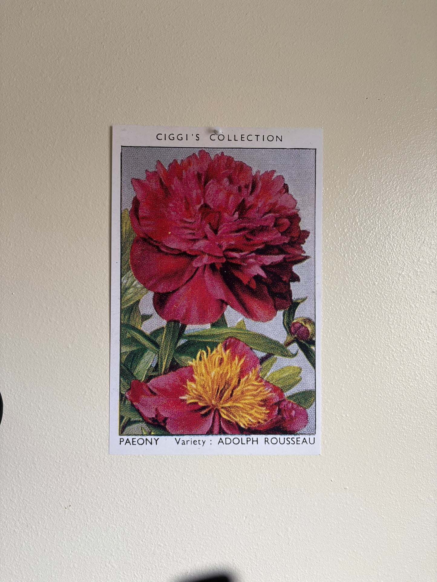 Vintage Peony Flower Print | 1930s Cigarette Card Art