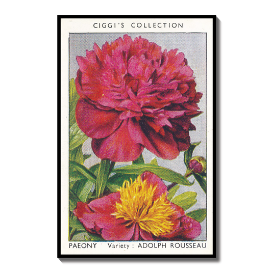 Vintage Peony Flower Print | 1930s Cigarette Card Art