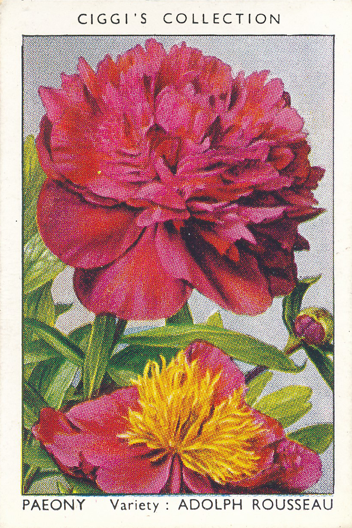 Garden Flowers Posters