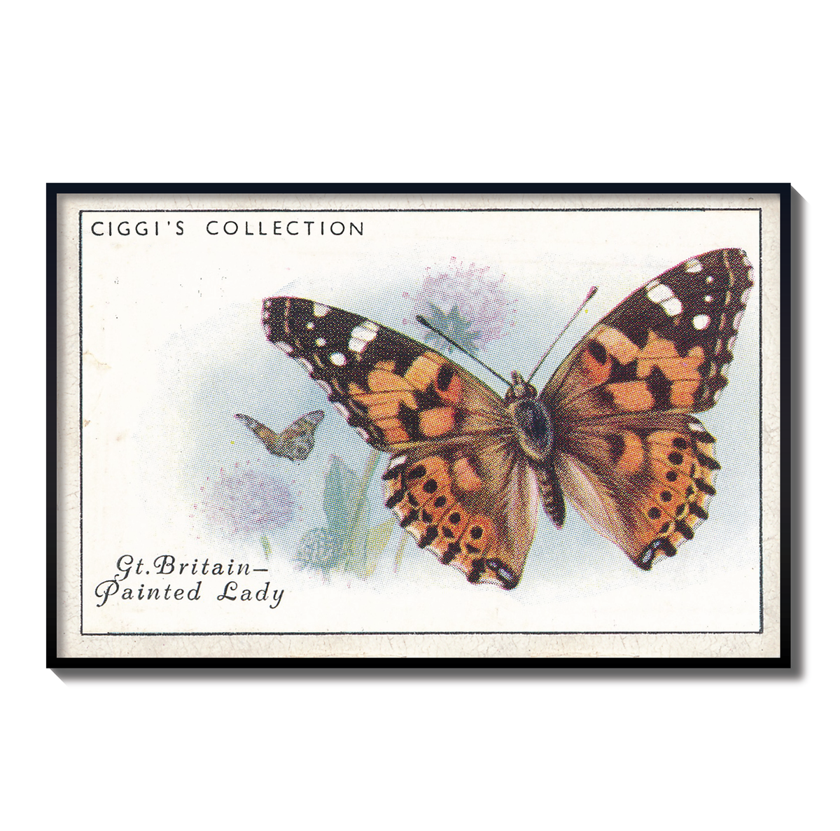 Vintage Painted Lady Butterfly Print | 1930s Cigarette Card Art