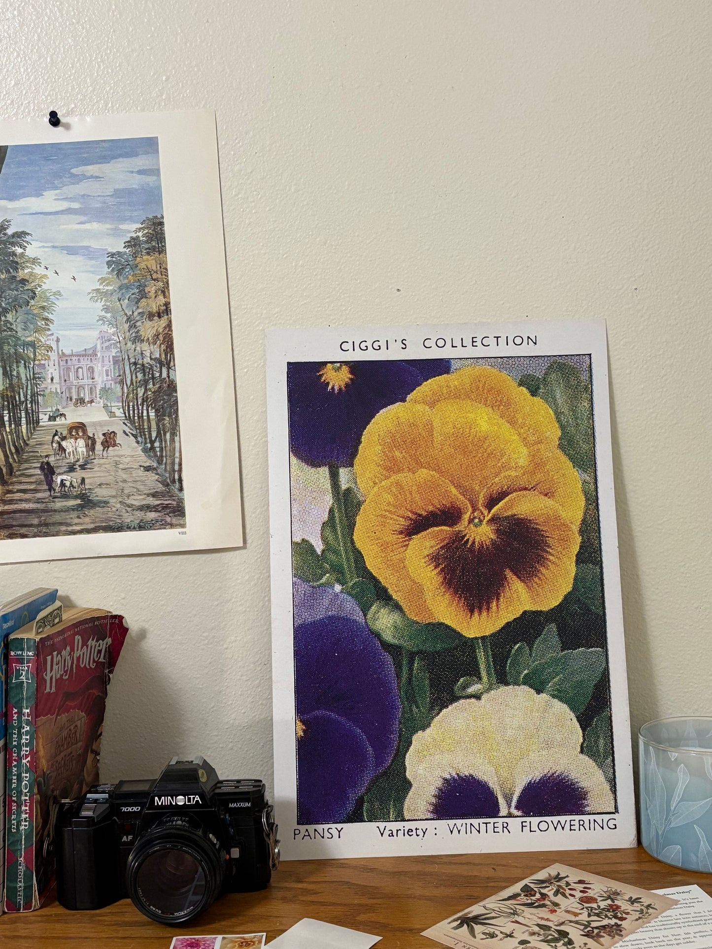 Vintage Pansy Flower Print | 1930s Cigarette Card Art