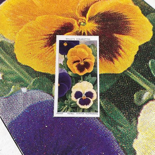 Vintage Pansy Flower Print | 1930s Cigarette Card Art
