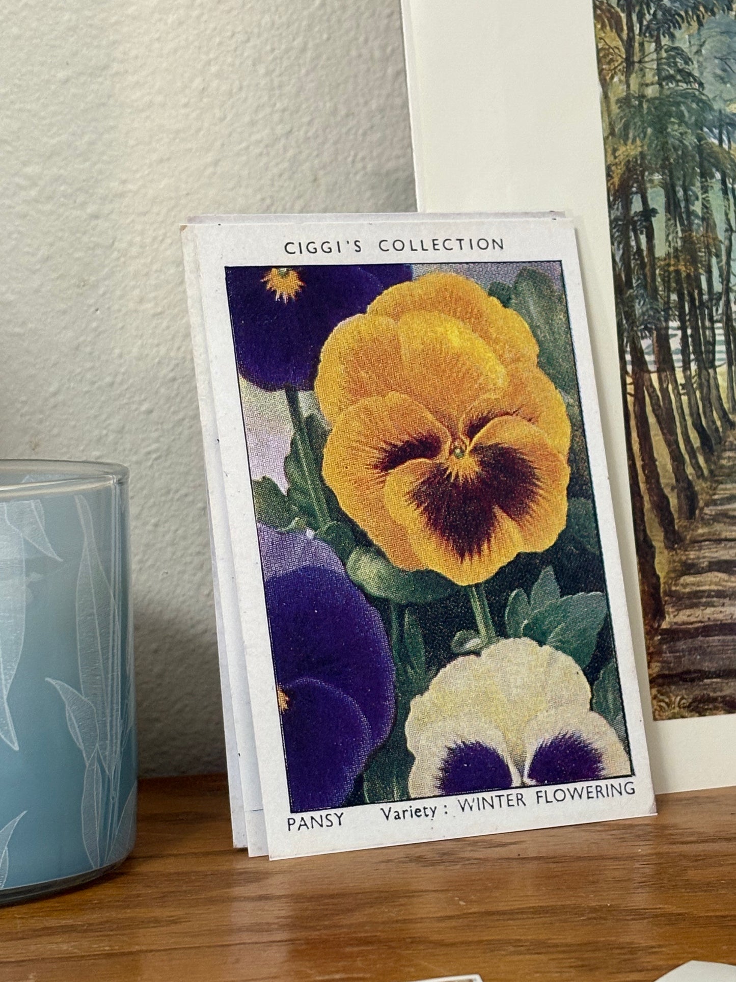 Vintage Pansy Flower Print | 1930s Cigarette Card Art