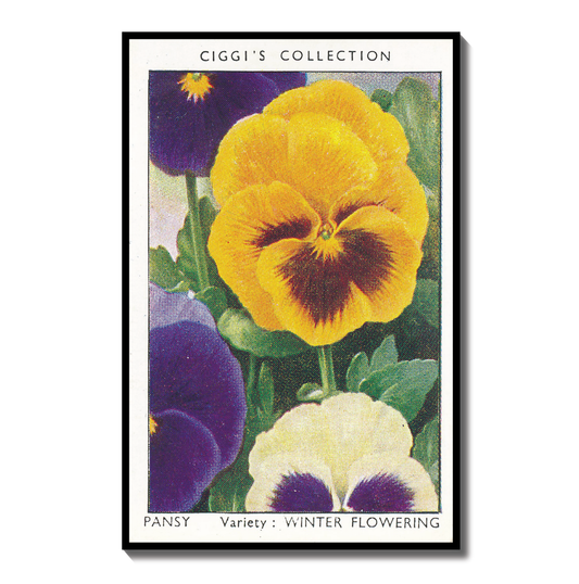 Vintage Pansy Flower Print | 1930s Cigarette Card Art