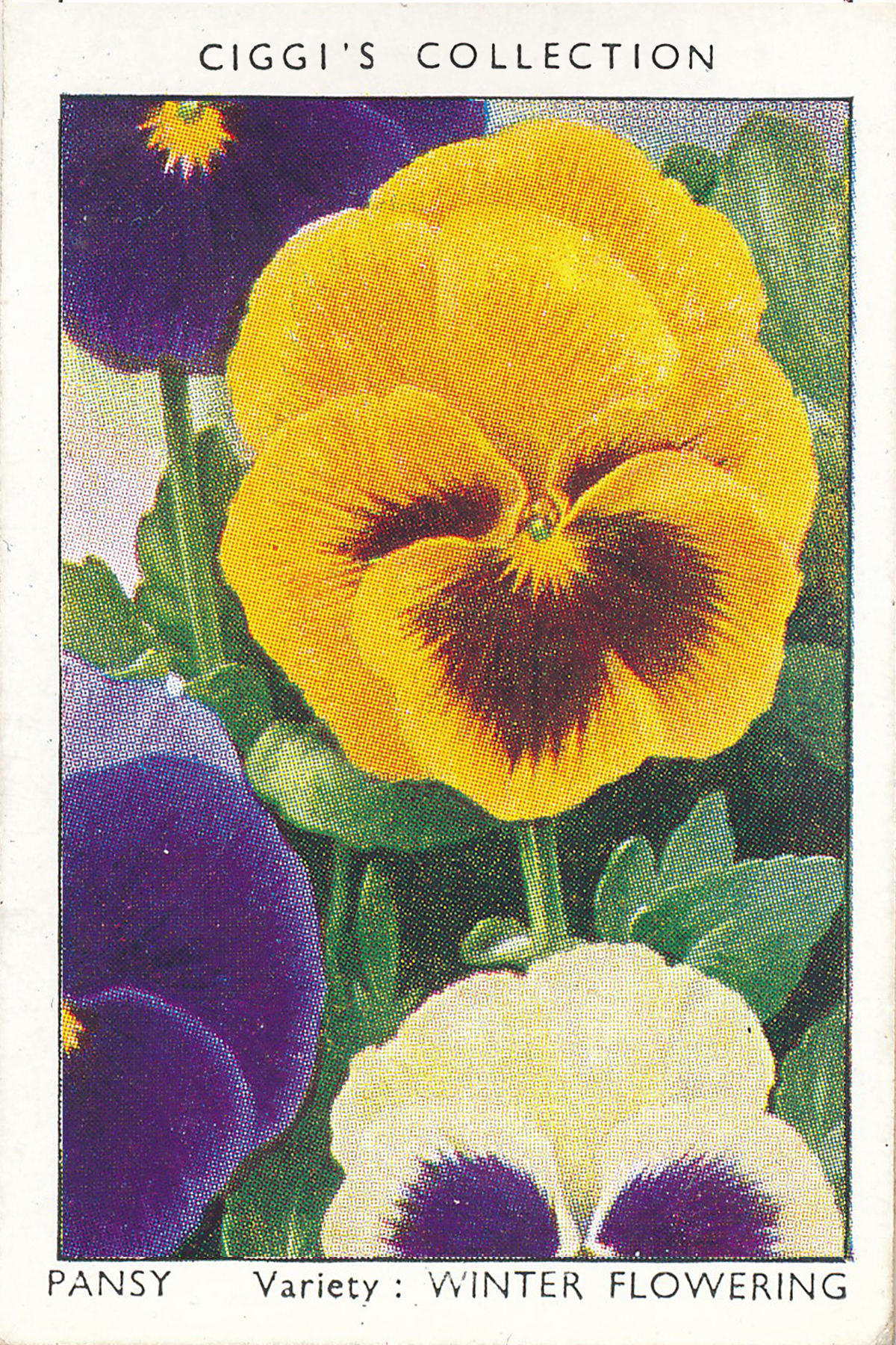 Garden Flowers Posters