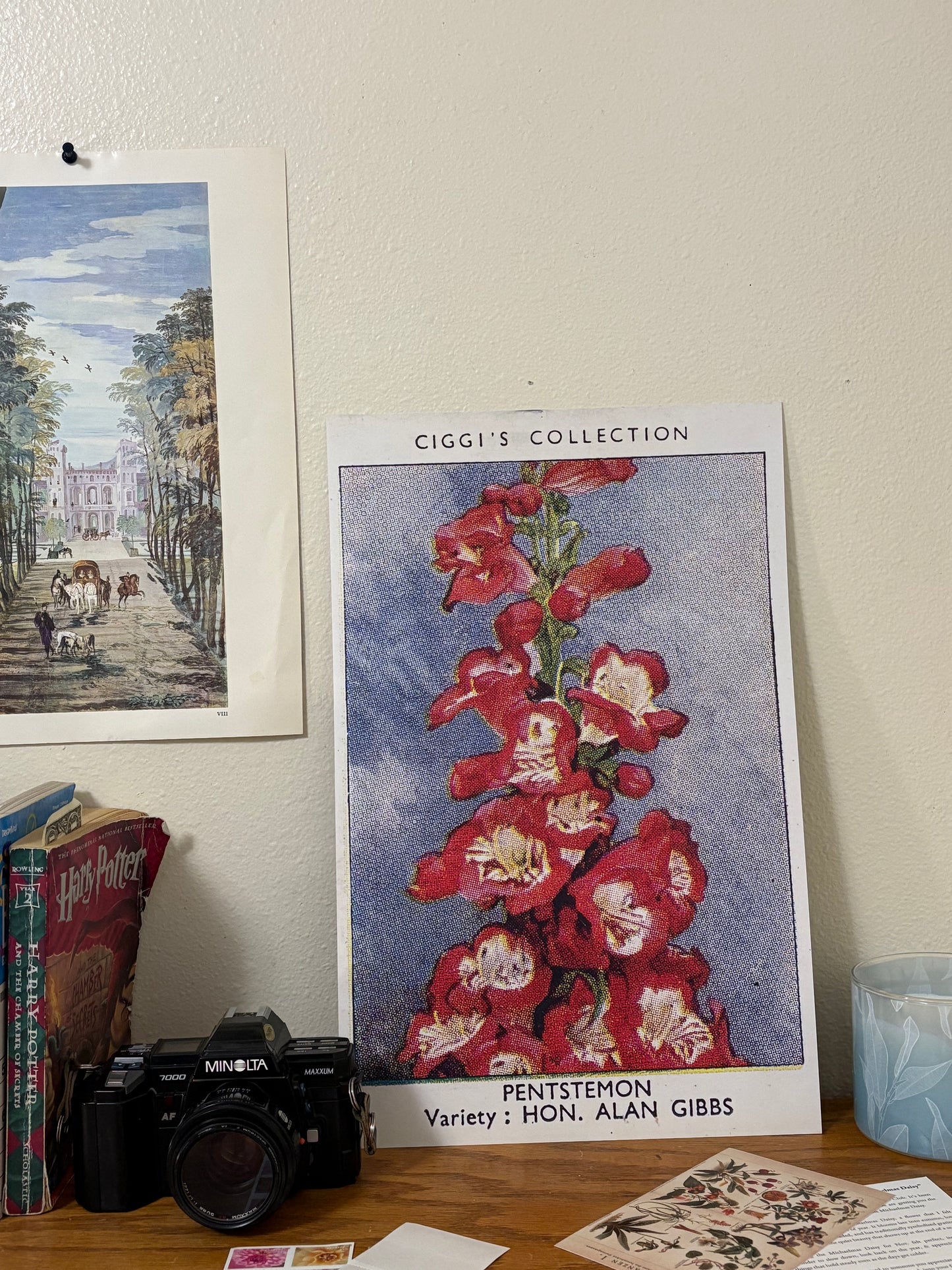 Vintage Penstemon Beardtongue Print | 1930s Cigarette Card Art