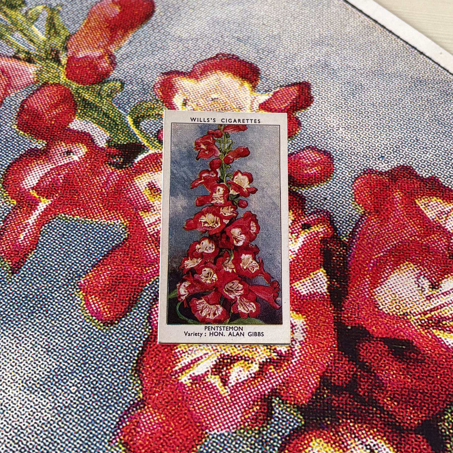 Vintage Penstemon Beardtongue Print | 1930s Cigarette Card Art