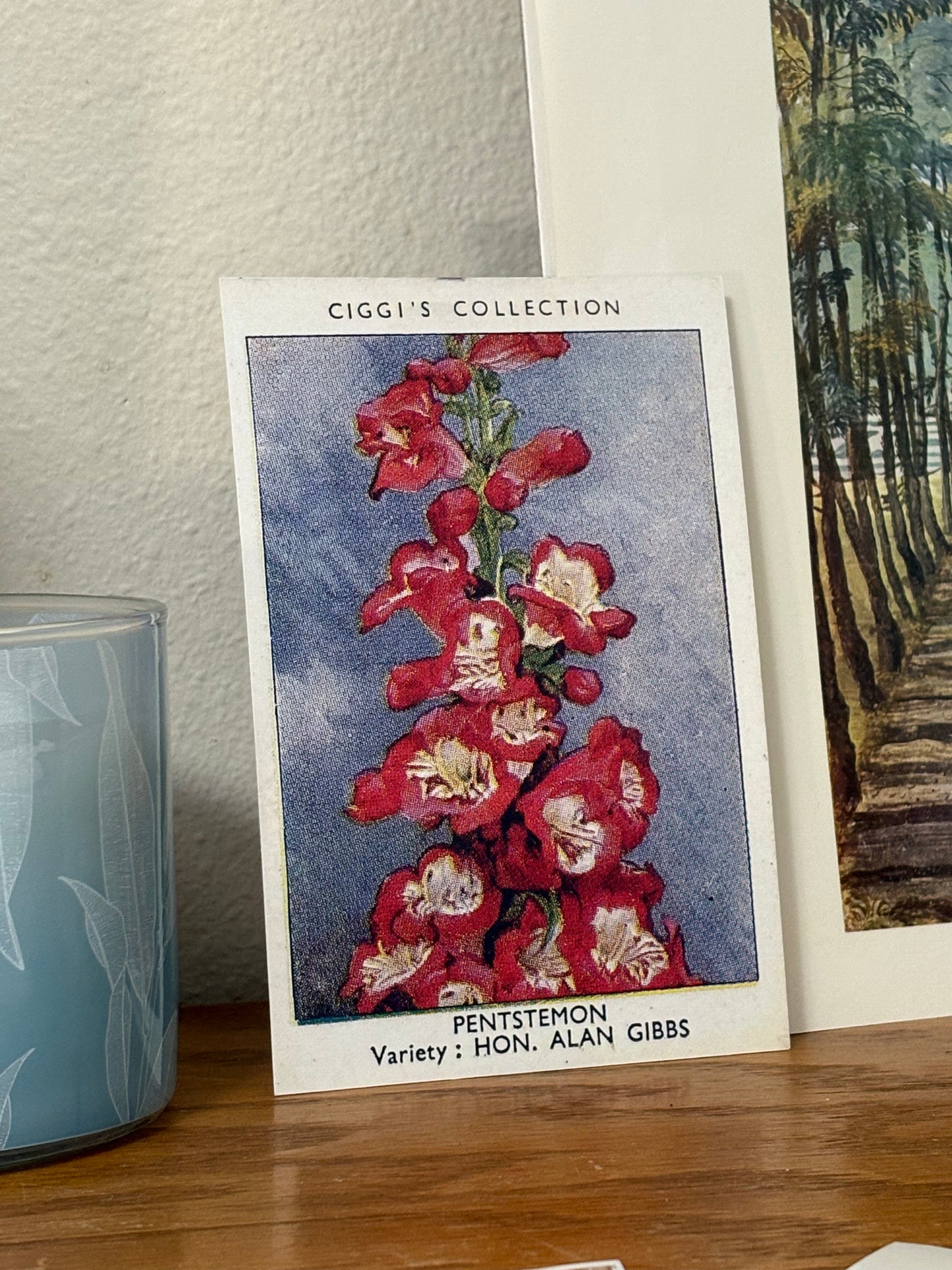 Vintage Penstemon Beardtongue Print | 1930s Cigarette Card Art