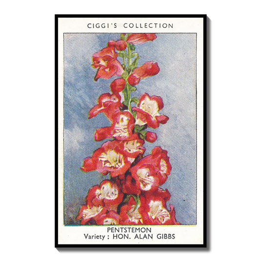 Vintage Penstemon Beardtongue Print | 1930s Cigarette Card Art