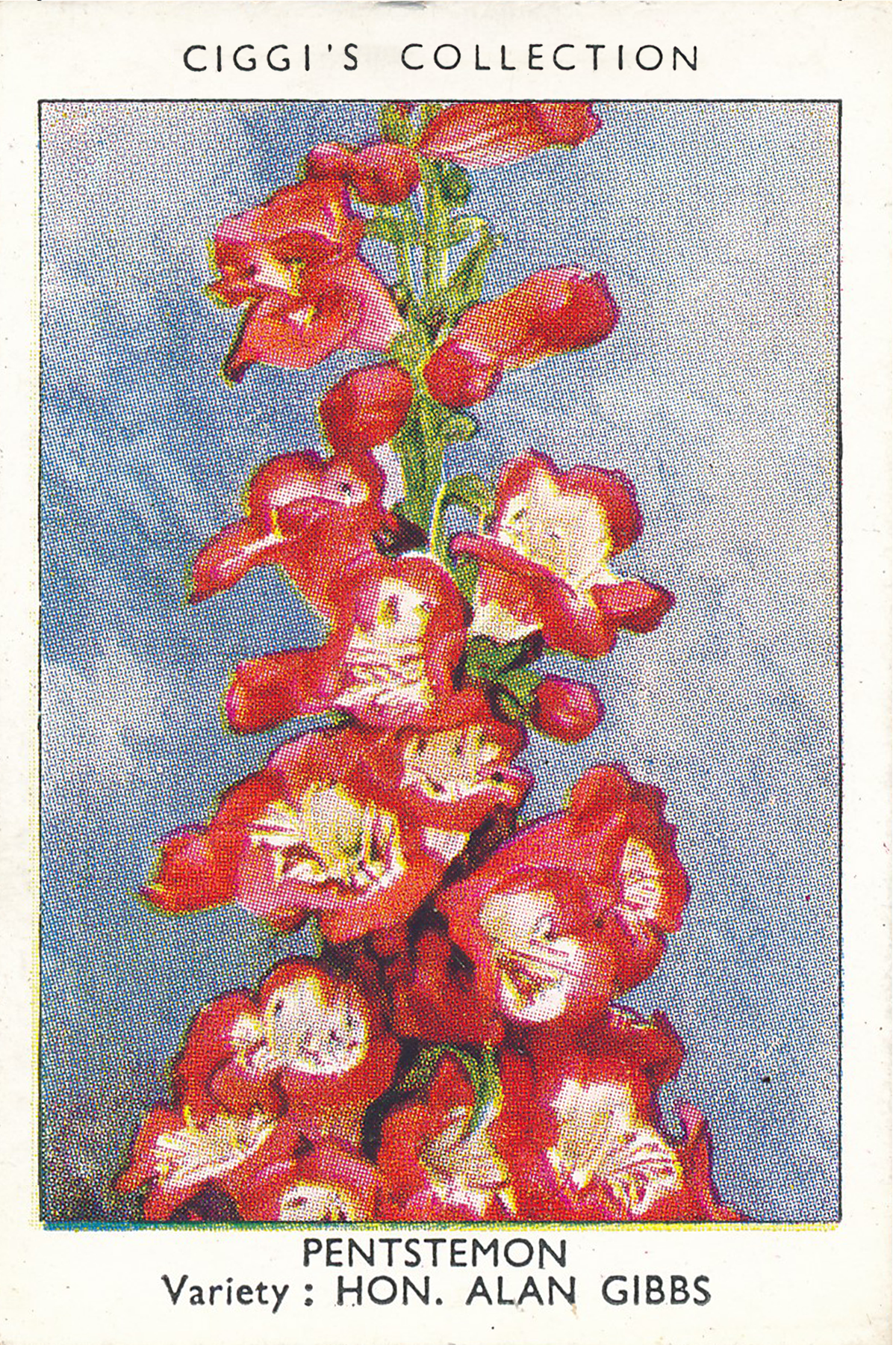 Garden Flowers Posters