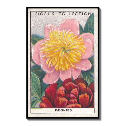 Vintage Peonies Flower Print | 1930s Cigarette Card Art