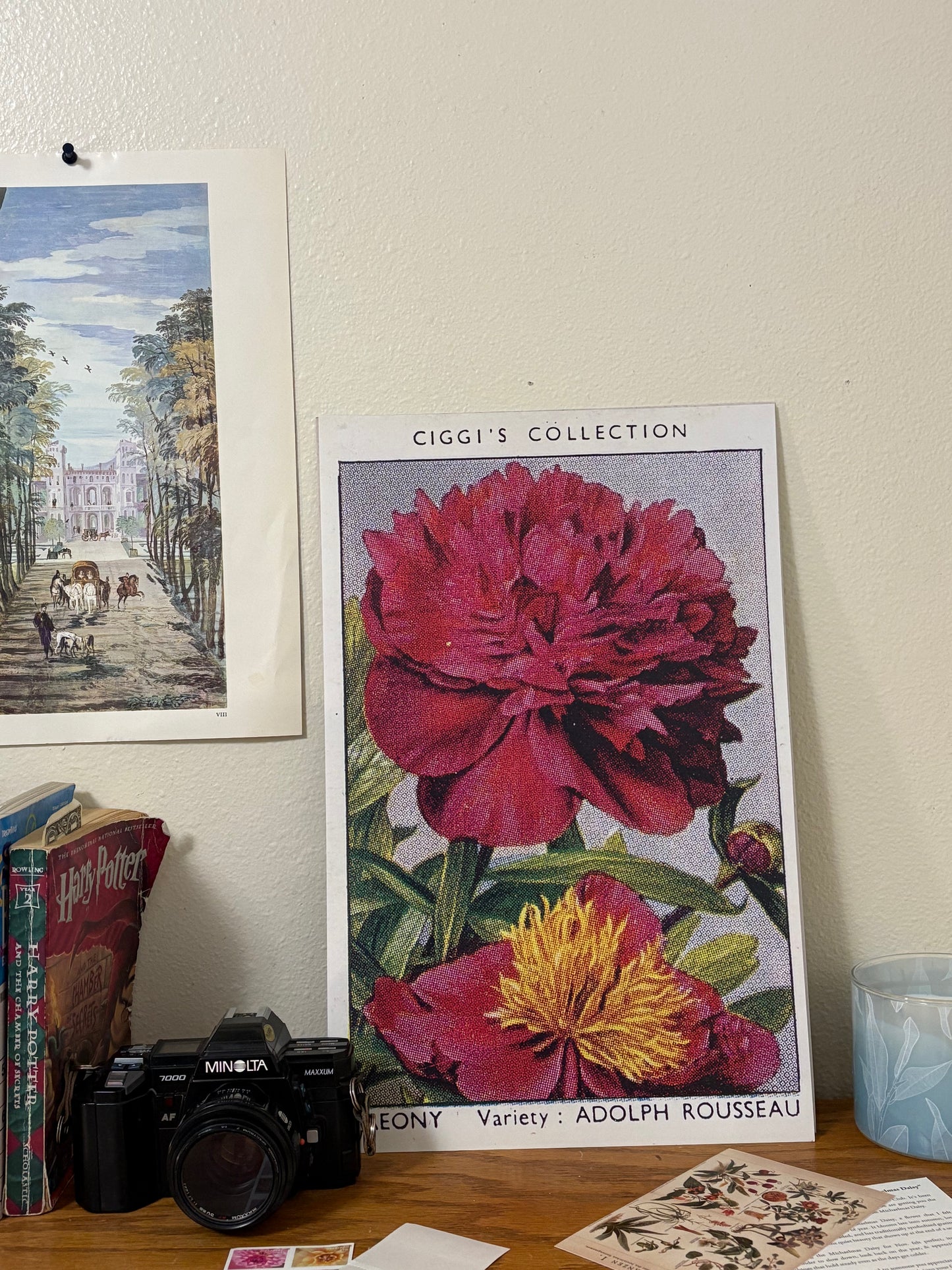 Vintage Peony Flower Print | 1930s Cigarette Card Art