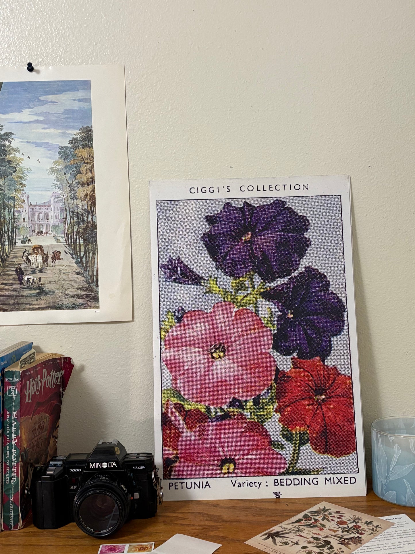 Vintage Petunia Flower Print #1 | 1930s Cigarette Card Art