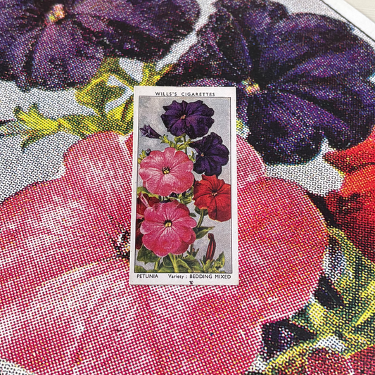 Vintage Petunia Flower Print #1 | 1930s Cigarette Card Art