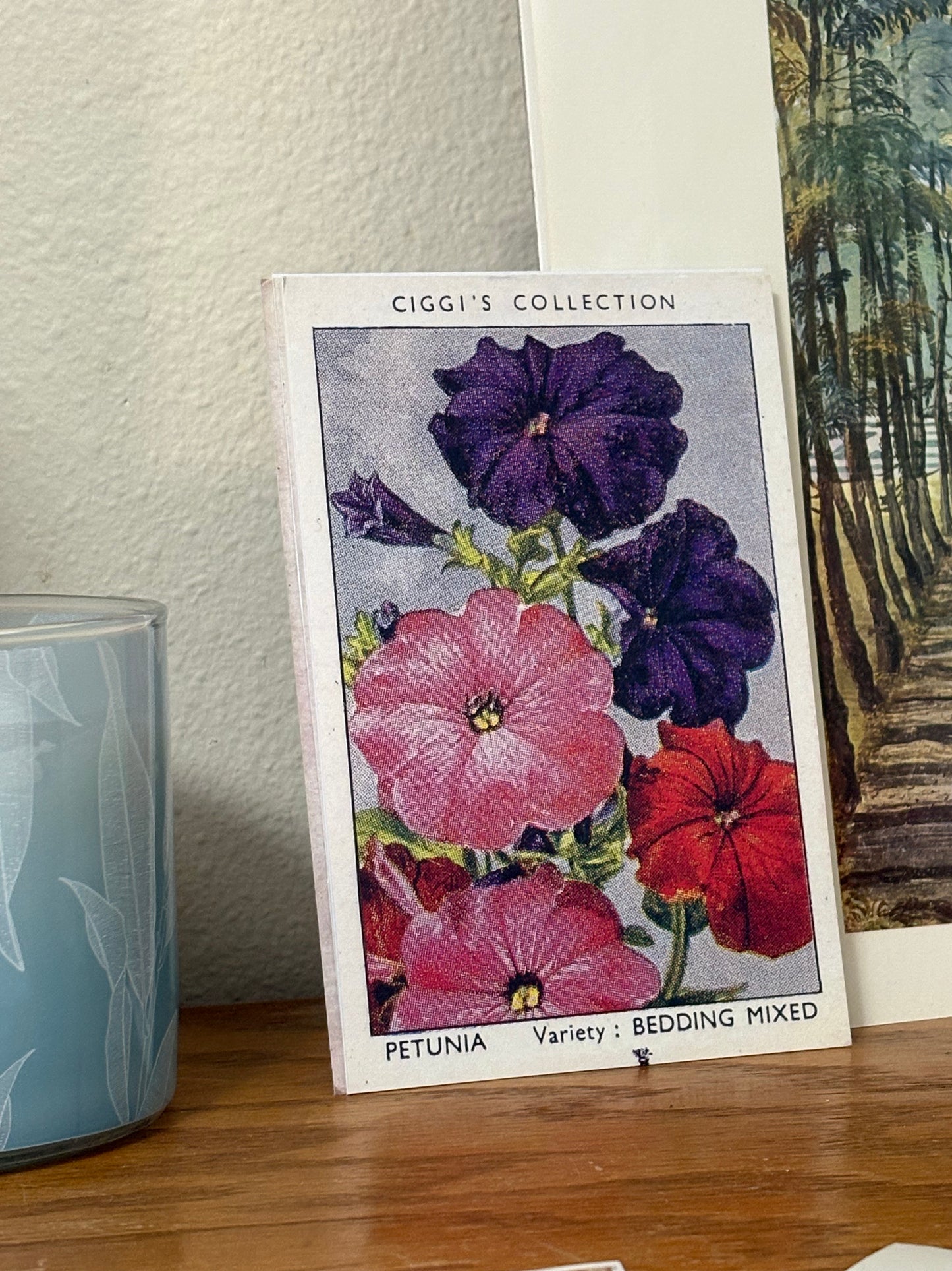 Vintage Petunia Flower Print #1 | 1930s Cigarette Card Art