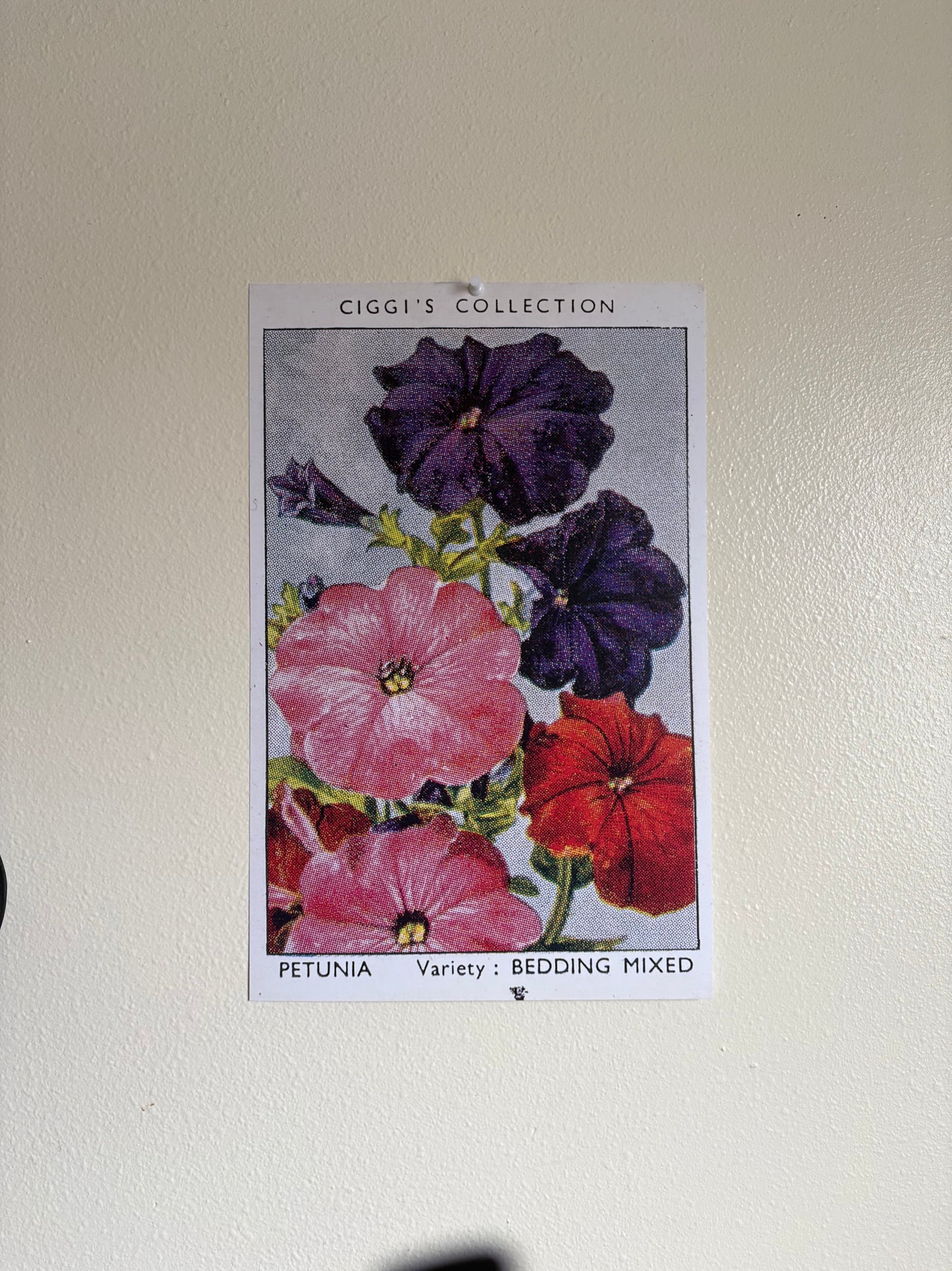 Vintage Petunia Flower Print #1 | 1930s Cigarette Card Art