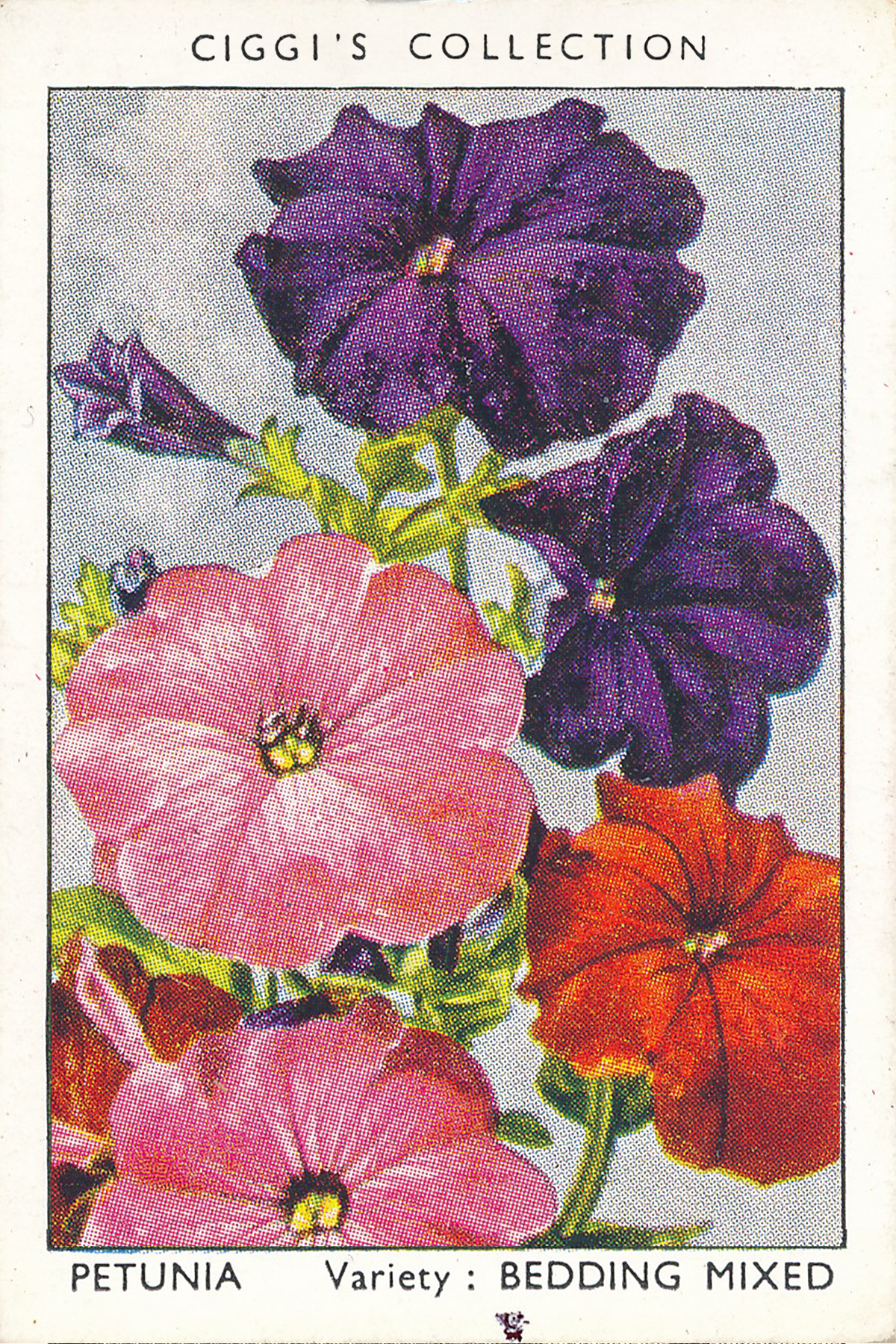 Garden Flowers Posters