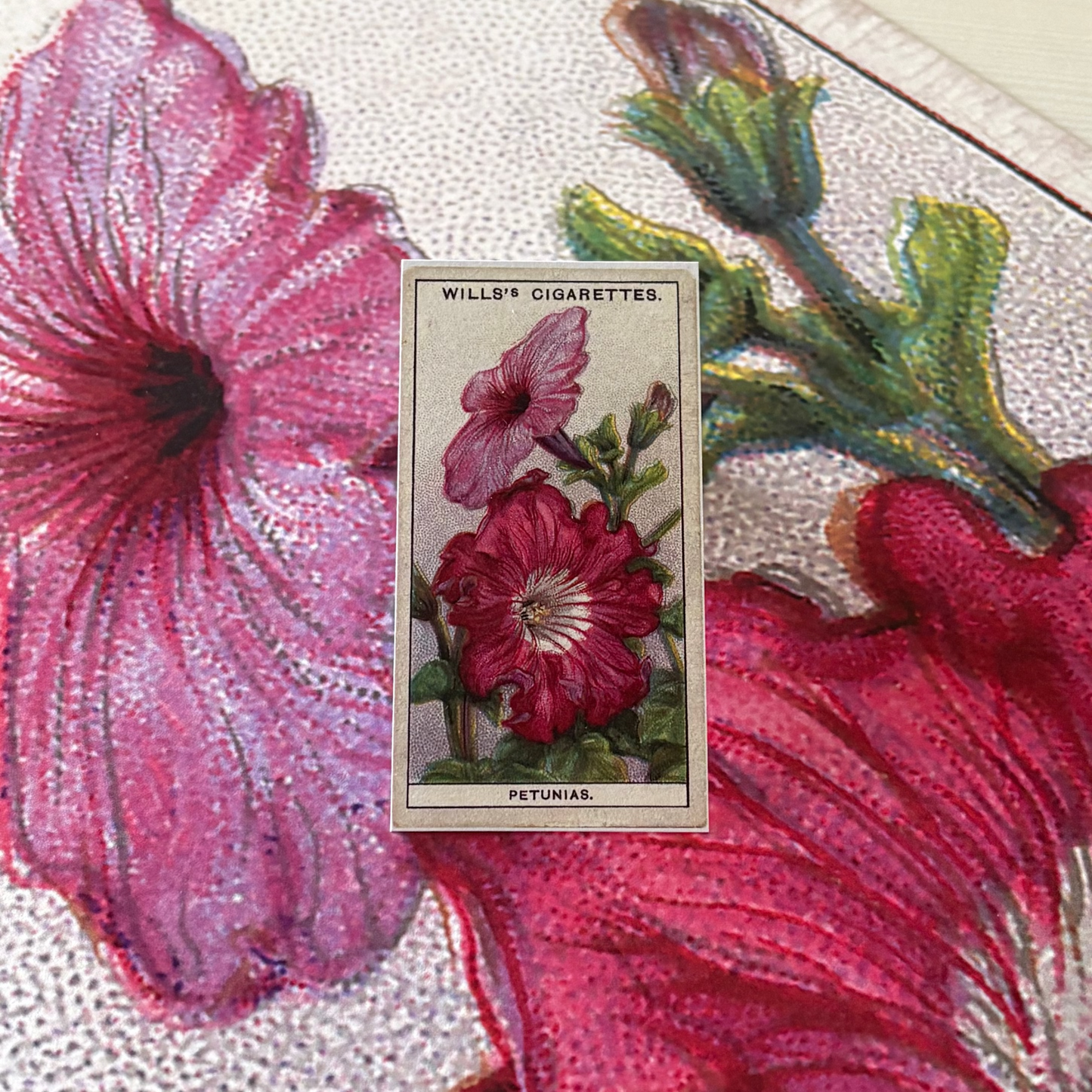 Vintage Petunia Flower Print #2 | 1930s Cigarette Card Art