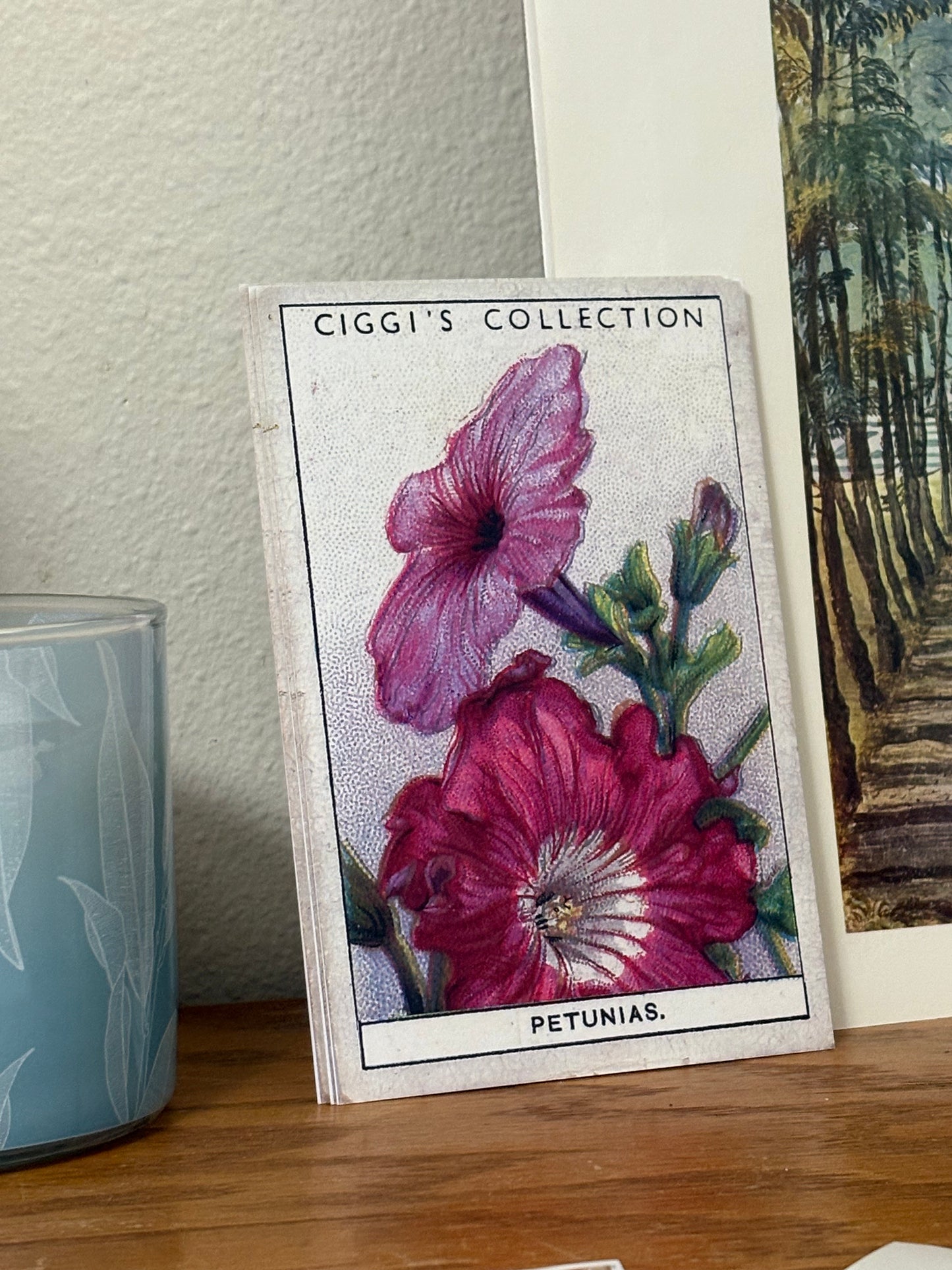Vintage Petunia Flower Print #2 | 1930s Cigarette Card Art