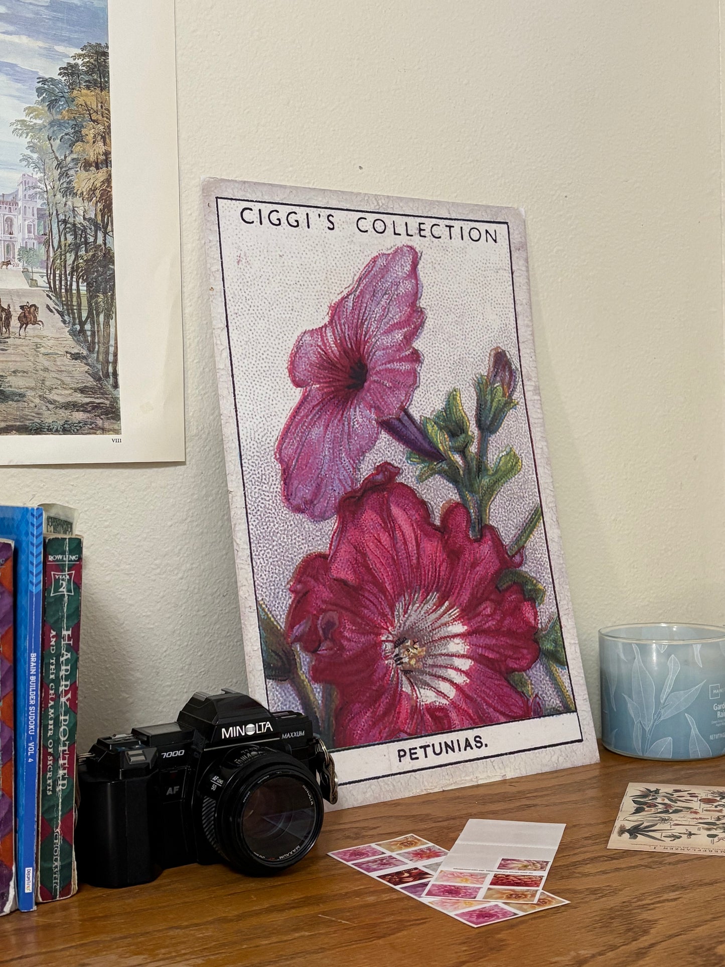 Vintage Petunia Flower Print #2 | 1930s Cigarette Card Art