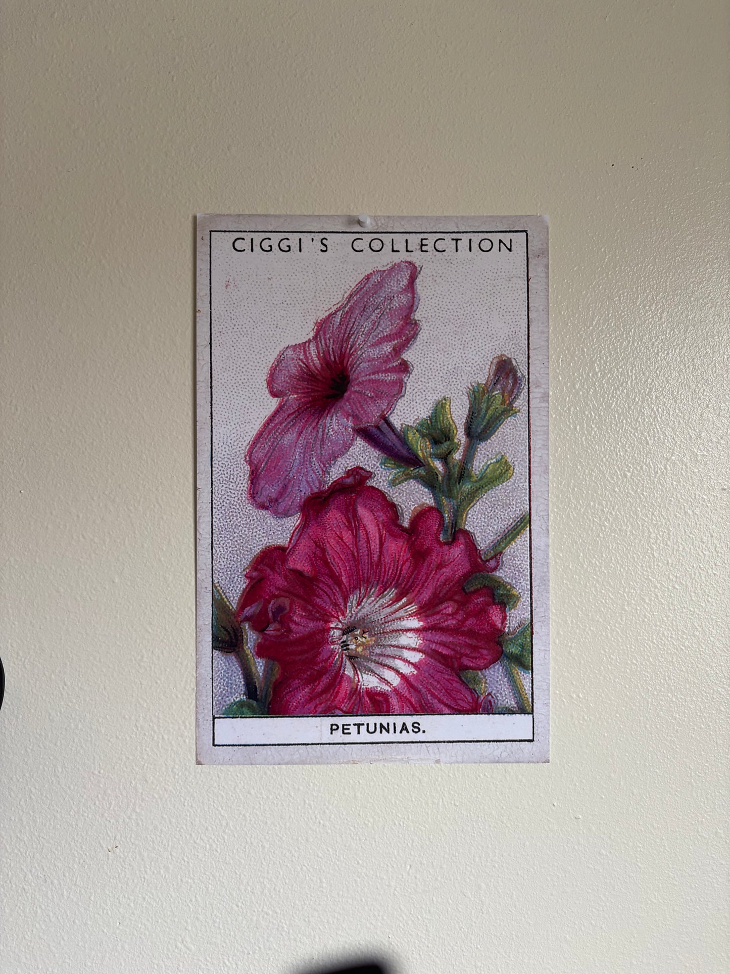 Vintage Petunia Flower Print #2 | 1930s Cigarette Card Art