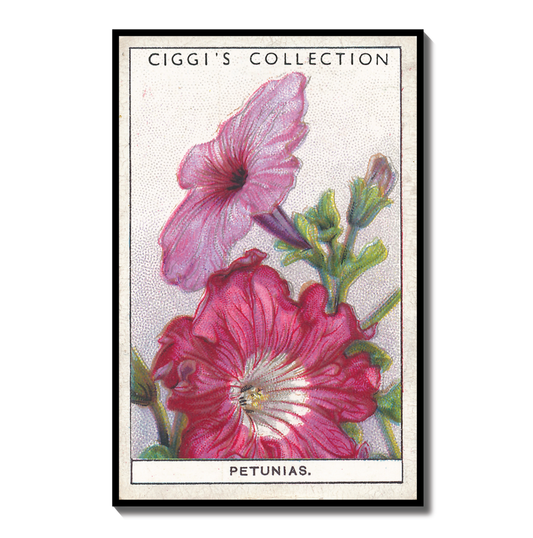 Vintage Petunia Flower Print #2 | 1930s Cigarette Card Art