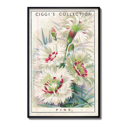 Vintage Pink Flower Print | 1930's Cigarette Card