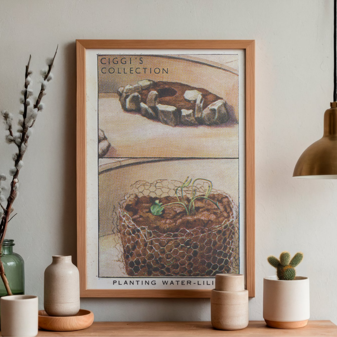 Vintage Planting Water-Lilies Garden Hint | 1930s Cigarette Card Art