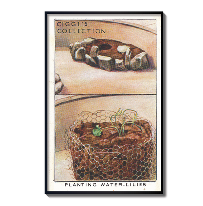 Vintage Planting Water-Lilies Garden Hint | 1930s Cigarette Card Art