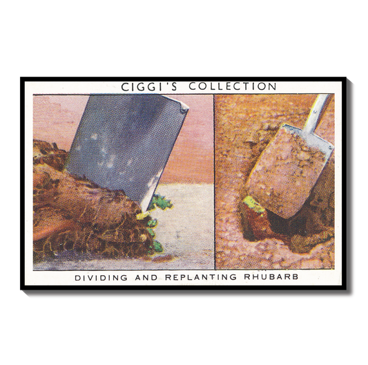 Vintage Replanting Rhubarb Garden Hint | 1930s Cigarette Card Art