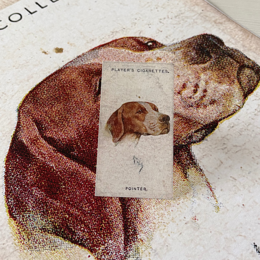 Vintage Pointer Dog Print | 1930s Cigarette Card Art