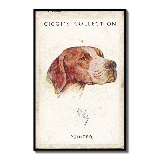 Vintage Pointer Dog Print | 1930s Cigarette Card Art