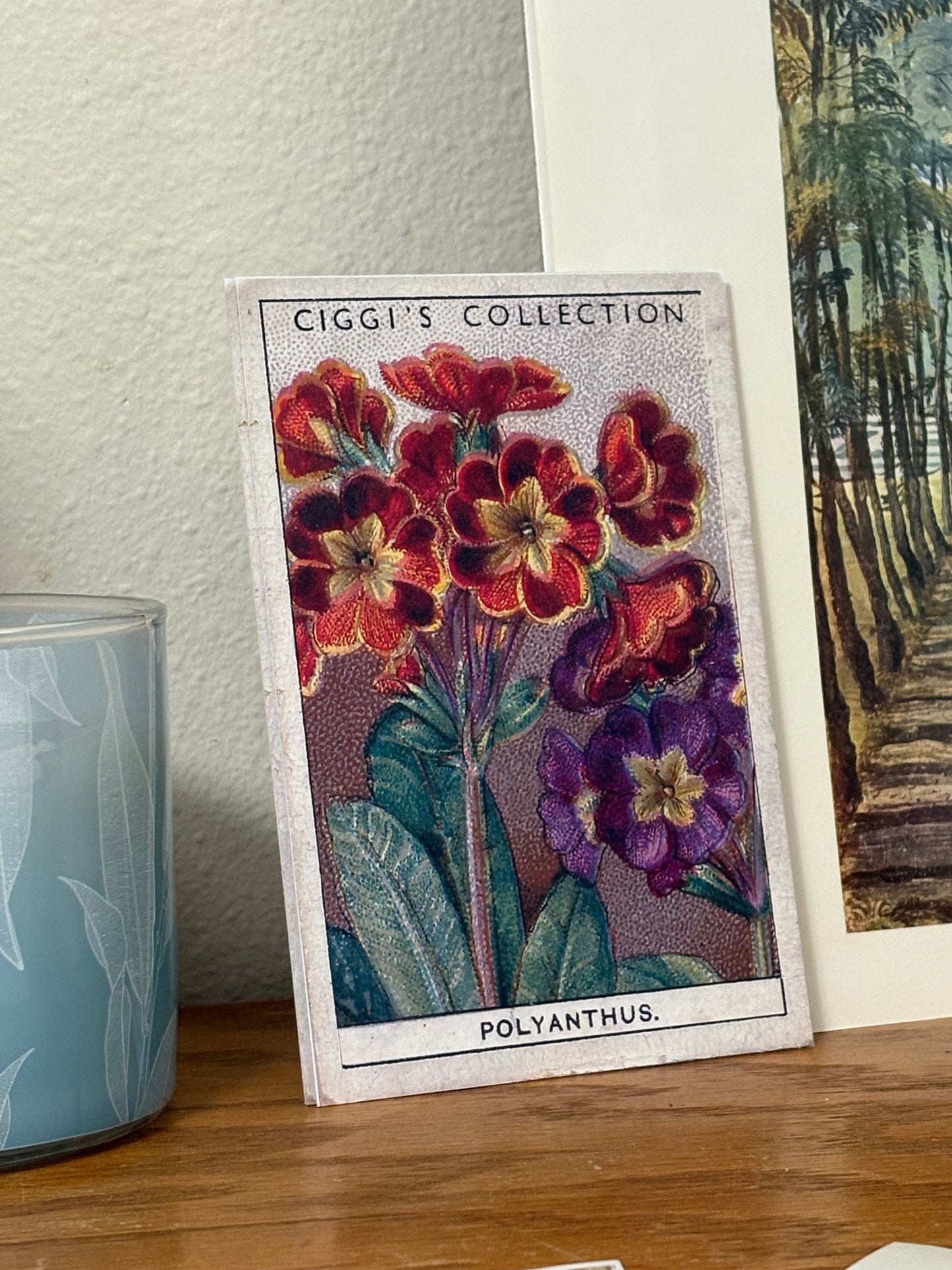Vintage Polyanthus Primrose Print #2 | 1930s Cigarette Card Art