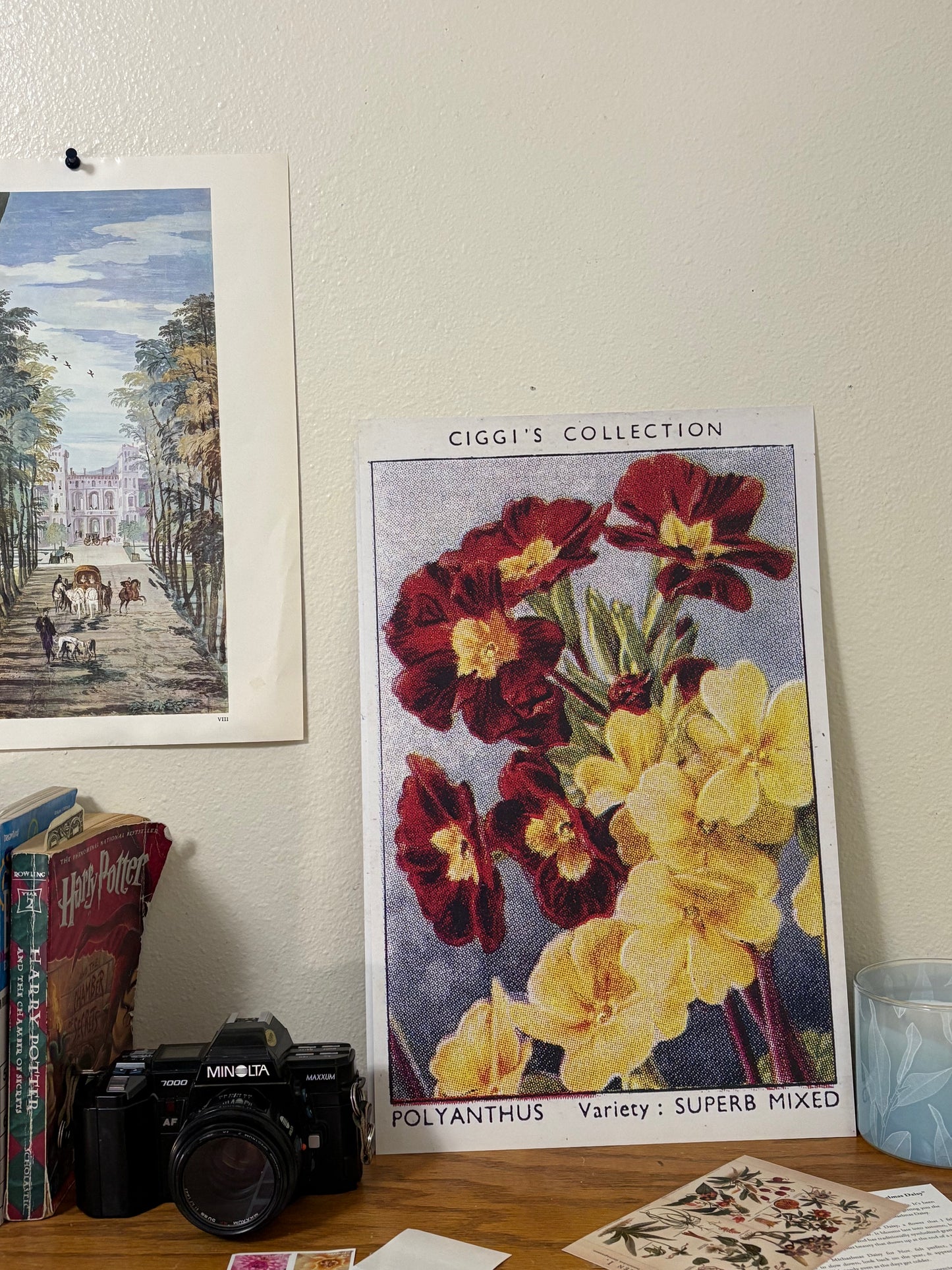 Vintage Polyanthus Primrose Print #1 | 1930s Cigarette Card Art