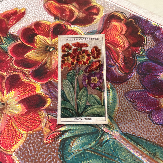 Vintage Polyanthus Primrose Print #2 | 1930s Cigarette Card Art